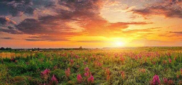 Flower Field